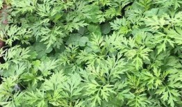 艾叶视频,探寻传统艾草的神奇功效与养生之道